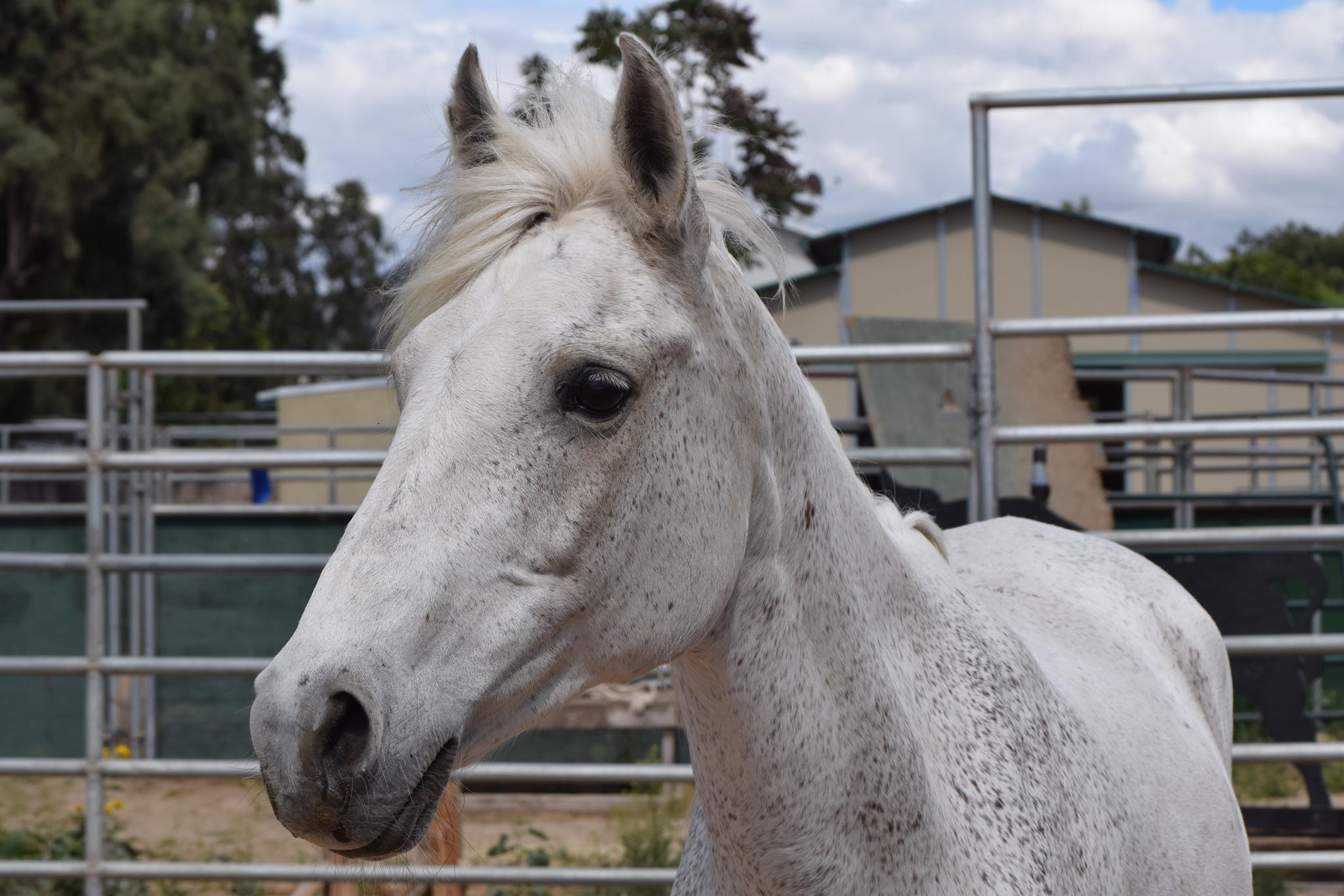 Owning Rescue Horse
